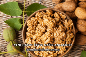 Yeni Hasat Ceviz Nasıl Anlaşılır?