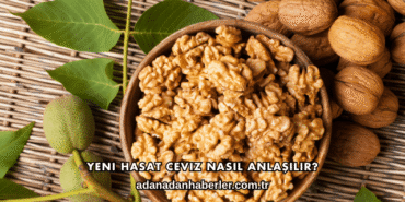 Yeni Hasat Ceviz Nasıl Anlaşılır?