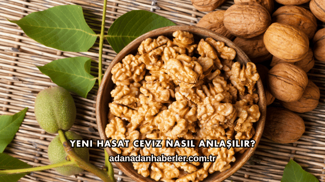 Yeni Hasat Ceviz Nasıl Anlaşılır?