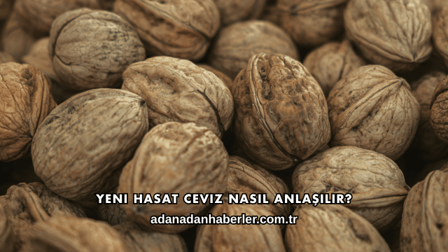 Yeni Hasat Ceviz Nasıl Anlaşılır?